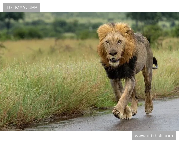 非洲雄狮崛起背后的故事与挑战探秘以及生态保护的迫切呼声 - 副本 - 副本 非洲雄狮崛起背后的故事与挑战探秘以及生态保护的迫切呼声 - 副本 - 副本